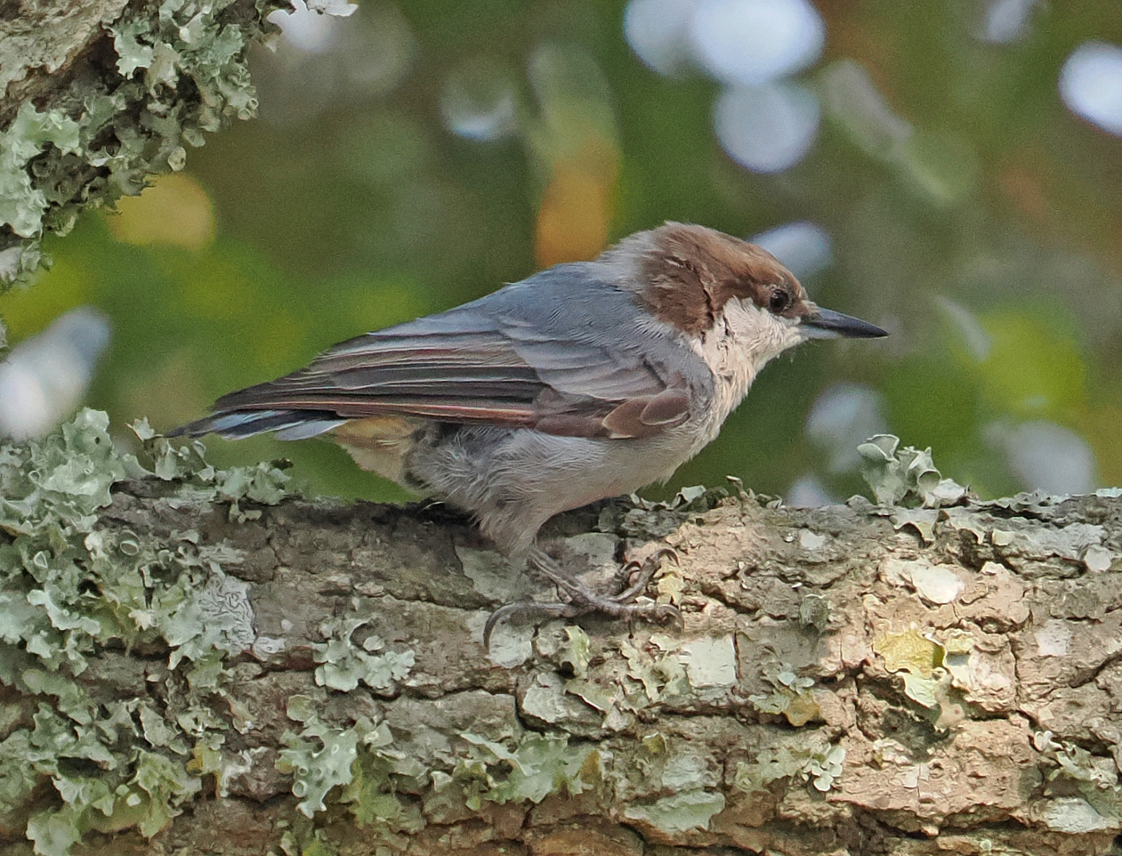 image Brown-headed Nuthatch